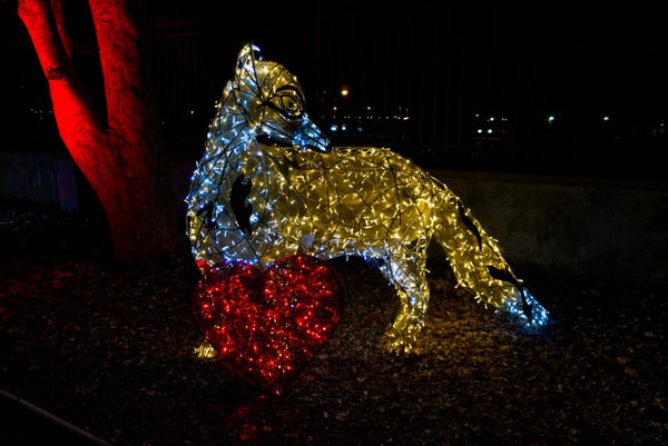Zdjęcie wykonane w nocy, przedstawiające lisa wykonanego ze światełek LED. Przed lisem czerwone serce.