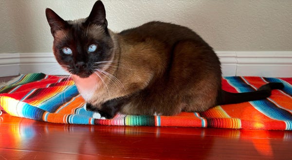 Siamese cat on a colorful blanket on the floor 