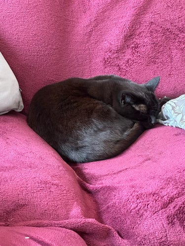 Miss Cinnamon the small black shorthair cat curled up asleep on a wine red sofa throw 