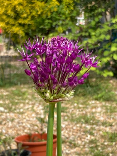 Outside, sunny day. Close up of a deep purple allium floret cluster that is about half open with the closed buds at the bottom with the open florets sticking above like arms raised.