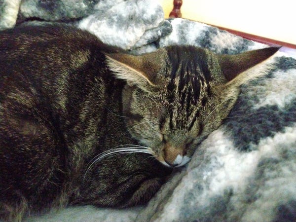A young tabby cat is sleeping peacefully as she snuggles with the soft fuzzy grey and white blankets.  Her fur makes a black M on her forehead.  The white markings on her face are visible.  
