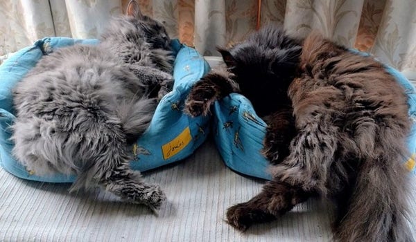 Two cats lie curled on their sides in adjacent teal blue patterned beds. Fluffy grey-blue Long Cat is on the left, his rear leg hanging out of the bed and his head resting over the top of it. Just as fluffy black Greedy Cat is to the right, his rear, rear leg and tail hanging out of the bed and his front paw resting lazily over the side.