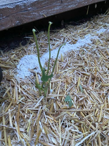 A close-up of green sprouts emerging from straw-covered ground with a wooden edge and some white substance visible on the ground.