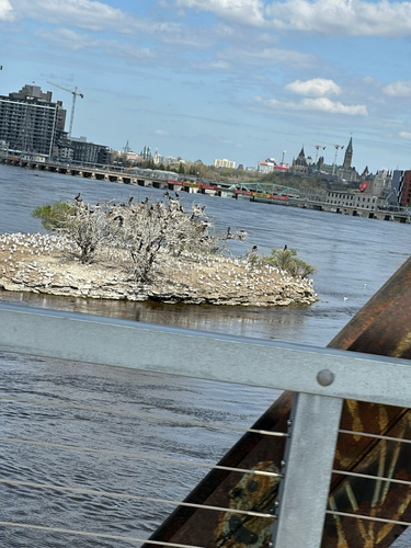 An island as seen from the William Commanda bridge in Ottawa is covered in sea gulls and dead looking trees with cormorants sitting on the tops of them 