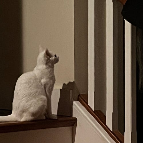 a white cat sits staring at a wall in a shadowy staircase setting