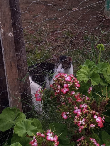 Gato de torso cinza e parte de baixo branco visto através de uma cerca, na frente uma flor rosa e branca