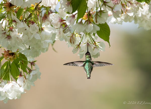 The iridescent green feathers of a Female Anna’s Himmingbird are beautifully illuminated as she’s  hovering mid-air beneath a canopy of white blossoms, like a bejeweled pendant hanging by a flower.
Her delicate wings spread wide, capturing a moment of grace and agility against a softly blurred background.

Taken in Washington state, Pacific Northwest, where we have Anna's Hummingbird year long, April 10th, 2024