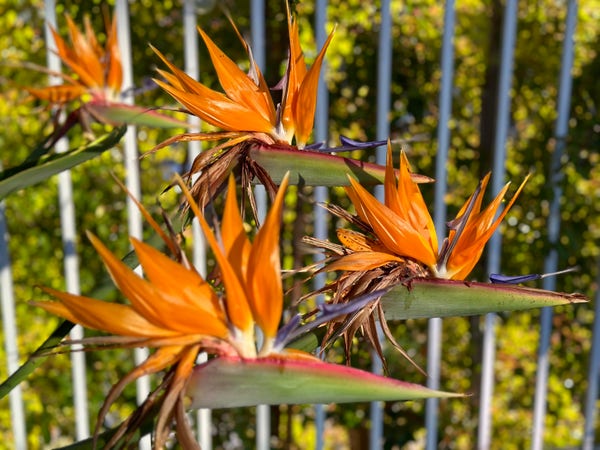 Bird of paradise flowers with orange and purple petals against a blurred background of green foliage and a fence. All four flowers are facing to the right, as if in a flying formation. 
