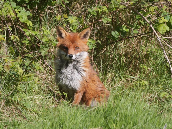 A Red Fox sat by a hedge at the edge of a field 