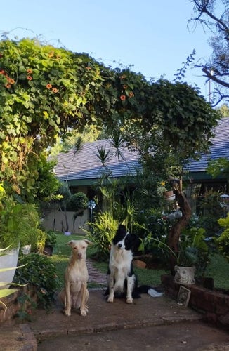 The image shows a lush backyard garden with dense foliage and climbing plants covering a trellis or pergola structure. In the foreground, two dogs are sitting on a pathway - a light brown dog, a black and white dog. The garden features vibrant greenery, potted plants, and a small wooden shed or cottage visible amid the vegetation. The scene creates a serene and natural atmosphere, combining elements of nature's beauty with the presence of the loyal canine companions.