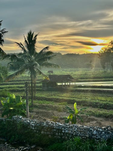 Coucher de soleil devant des rizières 