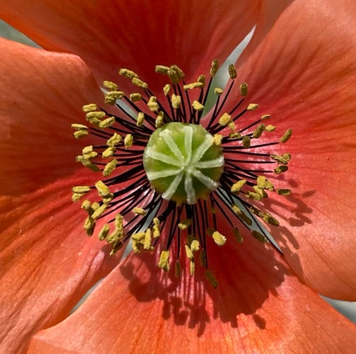 Close-up of the center of a Field poppy flower.
The stamens and pistils are very bright with contrasting black and yellow.