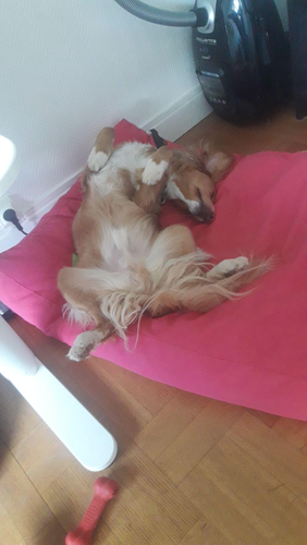 chien roux très mignon couché sur le dos sur une grosse couchette rose fuchsia