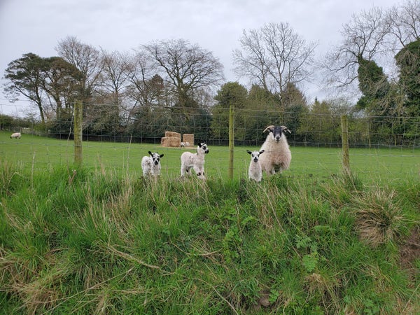 three lambs and a ewe look at the camera from behind a wire fence