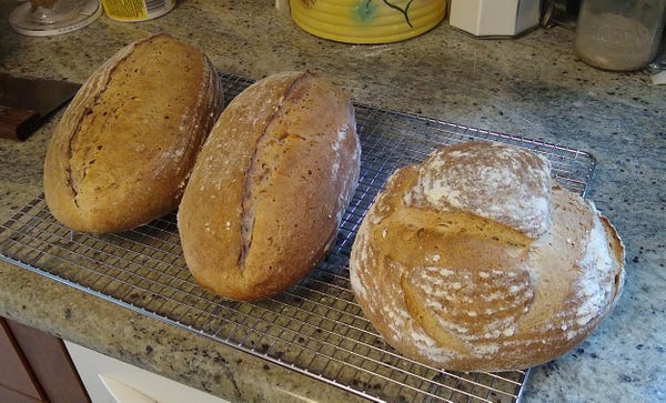 Three loaves of golden-brown sourdough bread sit on a rack cooling. Two are oblong and one is round.