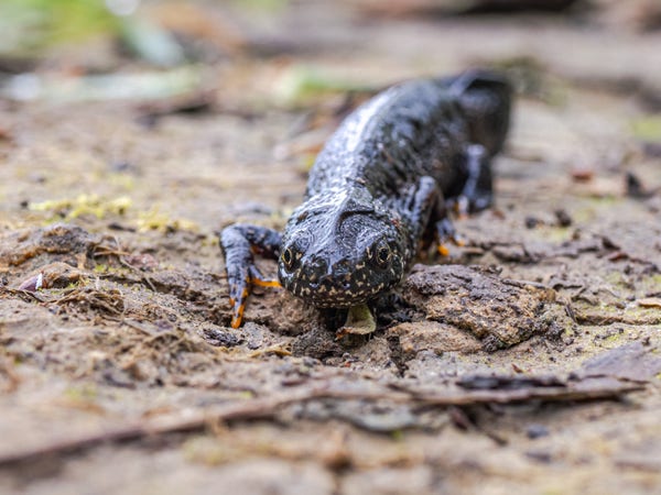 Great Crested Newt - a large newt with a brown and warty upperside and bright orange underside. The newt is on land, looking towards the camera.
