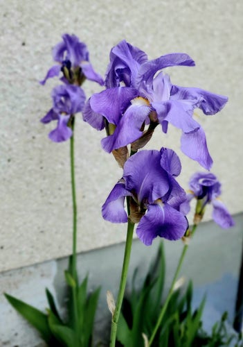 3 stalks of light purple bearded iris plants with multiple flowers.