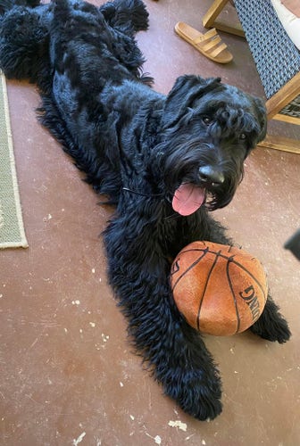 A black dog with a basketball by his side.