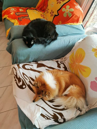 Photo d'un chat et d'un chien qui dorment sur un fauteuil, le chien sur l'assise, le chat sur l'accoudoir.