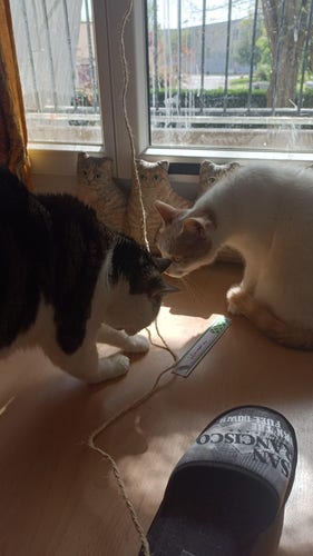 Photo de deux chats devant une fenêtre. L'un est blanc et roux, l'autre blanc et fauve.