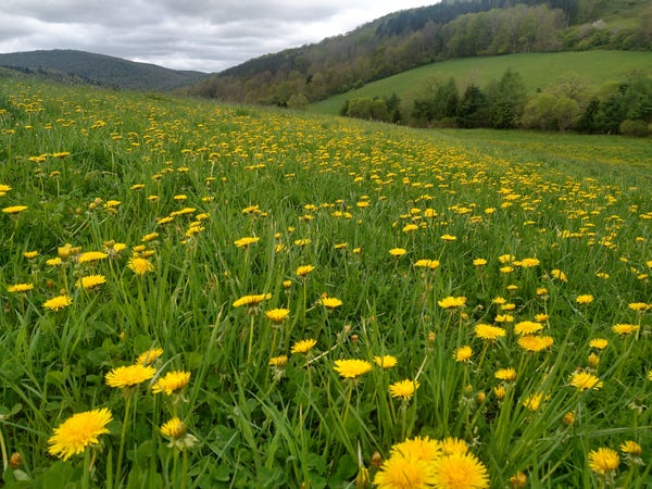 Dandelions, dandelions, fields of dandelions, rolling hills, cloudy sky above