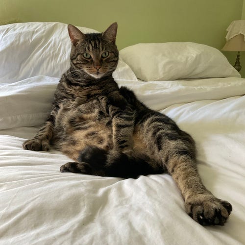 A tabby sitting up on a bed, looking into the camera indignantly 
