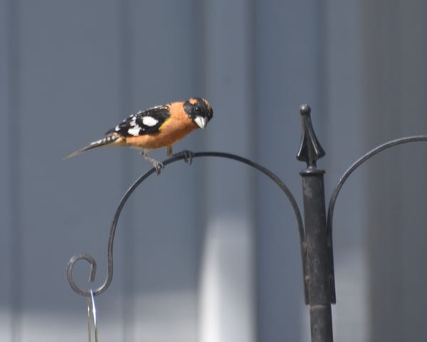 A Grosbeak with a short, thick beak, a black head, bright orange neck and chest, with black and white wings sits on curved metal branch of a bird feeder pole. It has its head cocked to one side as though curious about the camera.