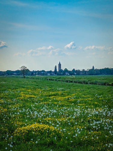 A meadow full of flowers in the Eemnes polder. In the background the St. Nicholas Church.