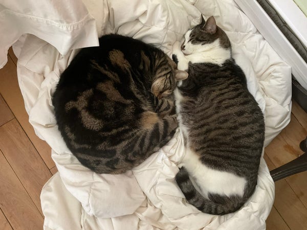 Two cats sleeping beside each other on white duvet. One stretched long, one curled round 