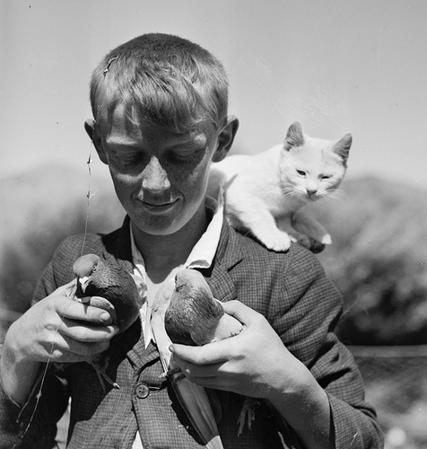 Black and white photo of a freckled white boy looking affectionately down at two fine pigeons he hold gently in his hands. On his shoulder, also looking at the pigeons, is a cute shorthaired white cat.