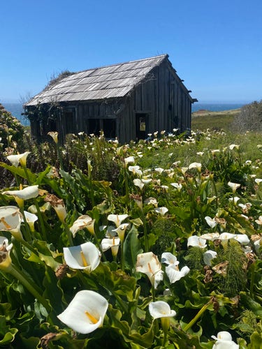 A dilapidated shed with calla lilies in the foreground and blue sea and sky beyond, looking roughly idyllic