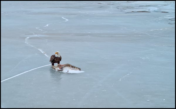 A bald eagle standing on ice over the carcus of a dead racoon.