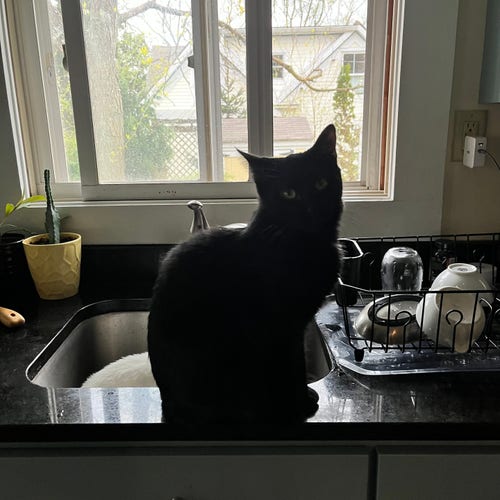 a black cat sits in front of a kitchen sink, looking at the camera while her sister, a white cat, is barely visible in the sink