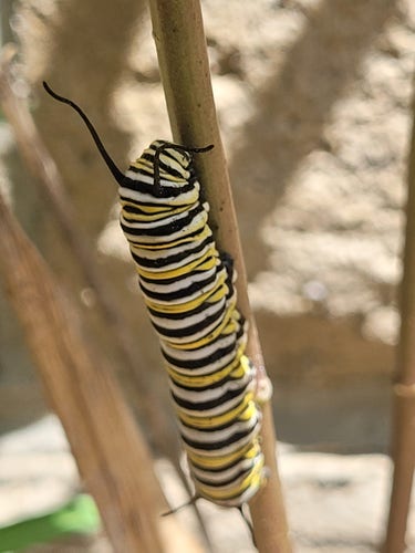 White yellow and black striped fat caterpillar crawling on a stem of  milkweed. Looks like a chunky one! Brick wall visible in background.