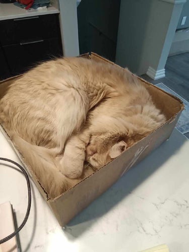Hawk, my orange rescue cat, is curled up on a box on the kitchen counter.