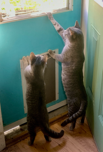 Two cats on hind legs trying to look out window in door 