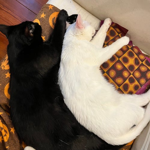 a black cat and a white cat spoon together on a couch