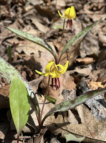 A two downward pointing trout lily flowers extend up from brown/green mottled leaves against a bed of brown leaf litter.