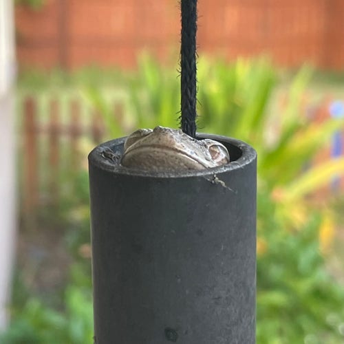 A little cuban tree frog face peeks out of the top of a black metallic wind chime tube. It’s a snoot one yearns to boop.