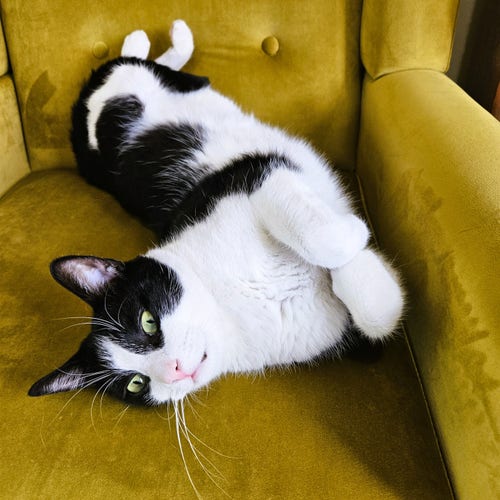 Tuxedo cat on his back with front paws curled up, laying on a velvet chartreuse chair.