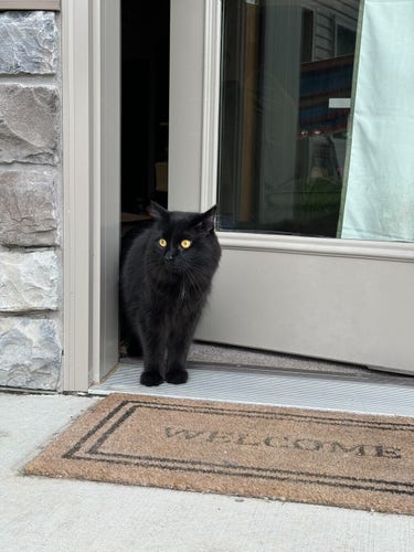 cute little black cat with his paws on the doorstep looking timidly out