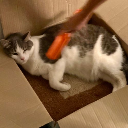A grey and white cat being brushed inside a box