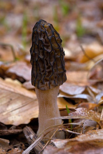 A black morel on a moist forest floor