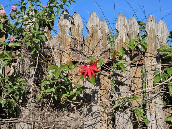 Looking up at an old weathered wood fence atop a hill with wild vines of red passion flowers and pink & orange lantana flowers against a bright blue sky. A red passion flower has multiple long thin red petals surrounding an unusual center. The lantana vines crawling up and over the fence are sprinkled with blooms.