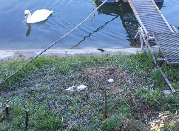 Nid de cygne avec un œuf dedans, au bord du canal. Le cygne est sur l'eau.