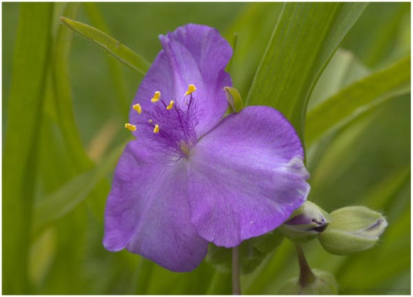 The purple bloom of Spiderwort. Soft purple petals, a tuft of thin hairs grows from the center, and among them are vivid yellow pollen anthers