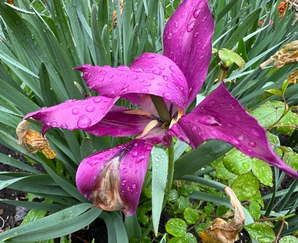 A purple flower with raindrops on its petals, surrounded by green foliage.