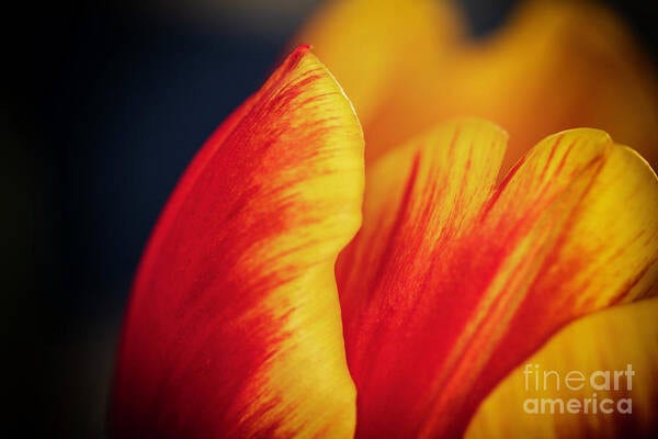 color photograph of a lovely red and yellow spring tulip
