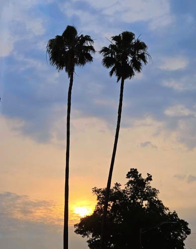 Two incredibly tall, nearly identical palm trees reach far into the sky towering above street lamps and other trees, beneath a cloudy blue sky with a firey, bright yellow and orange sun peaking out above a layer of cloud cover, visible directly between the tall trunks of each palm.