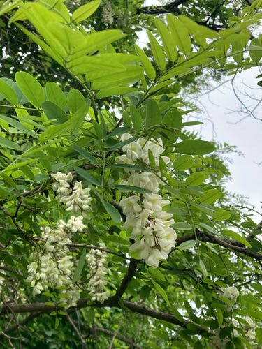 Black locust blooms, white against their brilliantly green tree.